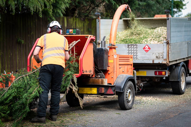 Best Tree Disease Treatment  in Haskell, OK